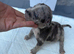 Frenchie x classic bully puppies