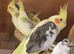 Young cockatiels