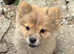 Micro chow...Marvelous mickey