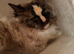 Pedigree Ragdoll