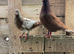 Pair high flyer tippler