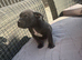 1 pocket Bullie Ready to leave today