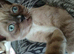 Bengal Cross Ragdoll Kittens