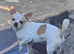Chihuahua girl