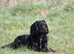 Cocker spaniel puppies