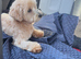 Maltipoo Puppy 11month