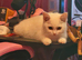 Gorgous 12 week old male white russian blue kitten