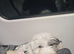 very handsome malshi pup
