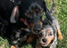 I have girls silver dapple dachshunds ready now