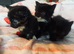 Very sweet kittens