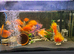 Various blood parrot cichlids