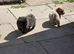 *READY*CHOW CHOW PUPPIES ONLY 3 LEFT BARGAIN