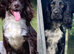 Working Cocker Spaniels