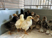 Day old chicks