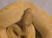 Banana Yellowbelly Clown
