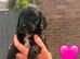 Cockapoo