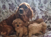 Cavapoo