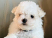 Bichon frise puppy 2 GIRLS LEFT !