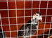 44 racing pigeons