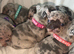 Outstanding Merle French bulldog litter of 8