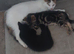 2 kittens girls