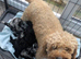 Miniature Poodle Puppies (Blue Merl & Black)