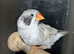 Light back black cheeked hen