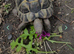 Male spur thigh tortoise