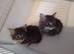 boy Maine coon mix