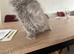 British shorthair and longhair kittens available
