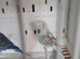 One pair budgie