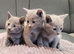 Pure Russian Blue kittens for sale