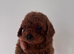 Red Cavapoos