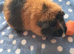 TEDDY BOAR TRI COLOUR.