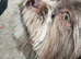 Shihtzu