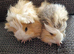2 gorgeous young brothers