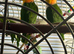 Beautiful caique breeding pair