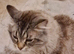 Maine Coon Mixed Breed Adult Male