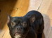 FRENCH BULLDOG PUPPIES FOR SALE FROM £1000