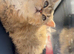 British shorthair Chinchilla kitten!