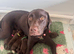 2 LEFT BEAUTIFUL KC REGISTERED CHOCOLATE LABRADORS