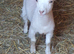 Lovely Goats