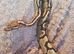 2 year old Female Ball Python for sale