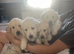 2 Goldie puppies left!