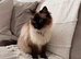 Female ragdoll