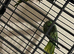 breeding pair Indian ringneck
