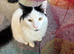 Male cat