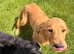 Gorgeous goldendoodle puppies