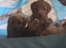 Small toy poodle puppies