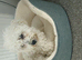 Bichon for sale